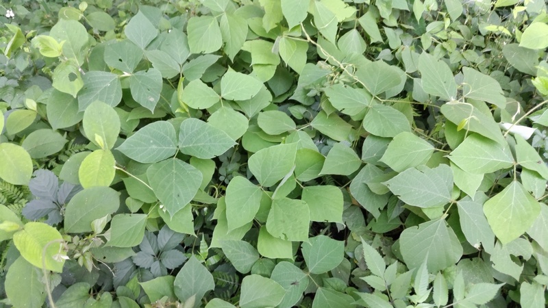 クズ 横浜市旭区希望が丘水の森公園