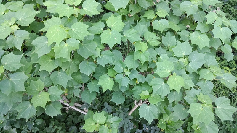 フヨウの葉 横浜市旭区希望が丘水の森公園