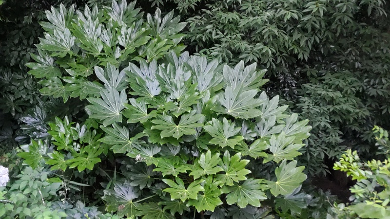 ヤツデ 横浜市旭区希望が丘水の森公園