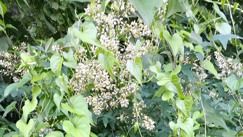 ナンテンに絡みついたオニドコロ 横浜市旭区希望が丘水の森公園