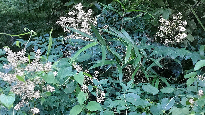 様々な植物の間から花を咲かせるナンテン 横浜市旭区希望が丘水の森公園