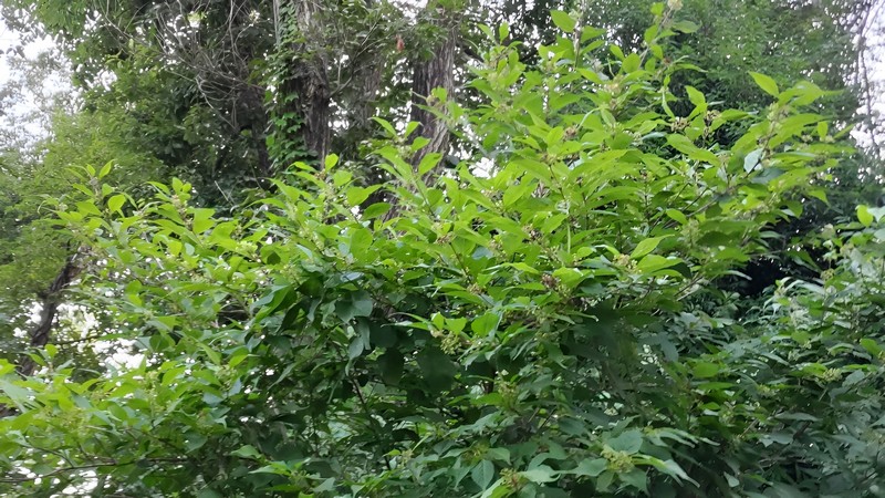 ムラサキシキブの花 横浜市旭区希望が丘水の森公園