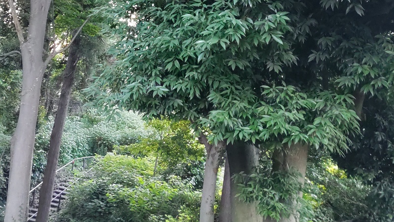 シラカシ 横浜市旭区希望が丘水の森公園