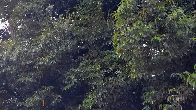 スダジイ 横浜市旭区希望が丘ふれあいの森公園