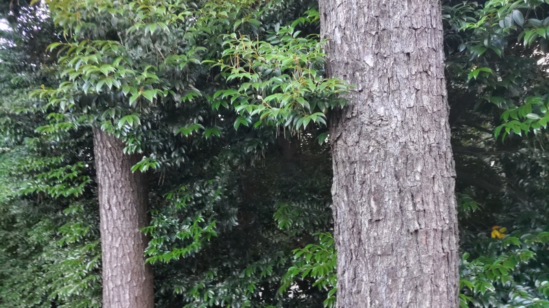 スダジイ 横浜市旭区希望が丘ふれあいの森公園