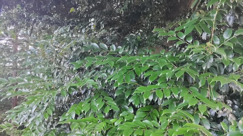 スダジイ 横浜市旭区希望が丘ふれあいの森公園