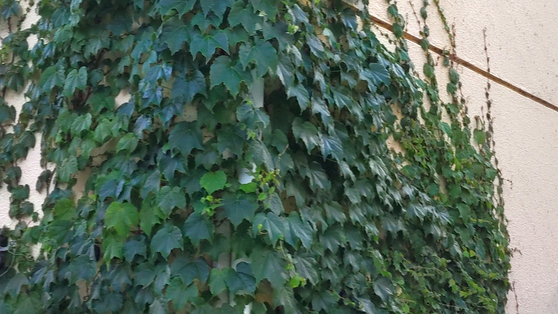 ツタ 横浜市旭区中希望が丘