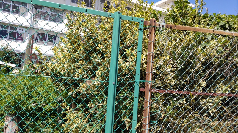 フイリマサキ 横浜市旭区南希望が丘