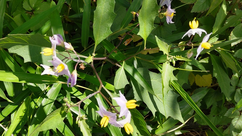 ワルナスビ 横浜市旭区南希望が丘