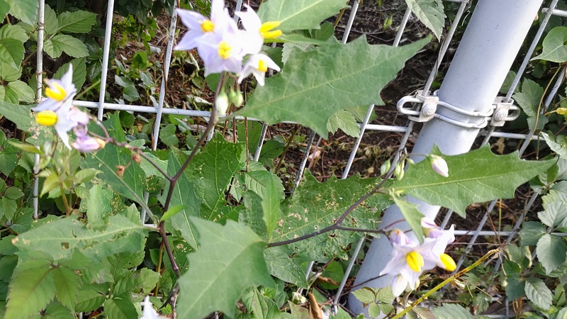 ワルナスビ 横浜市旭区南希望が丘