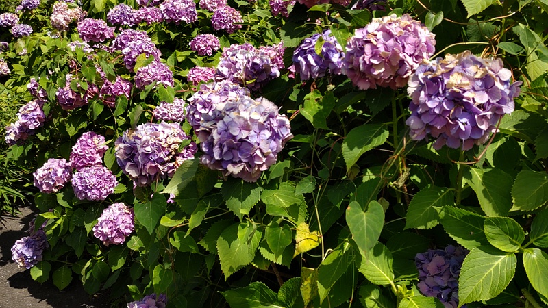 アジサイ 横浜市旭区南希望が丘