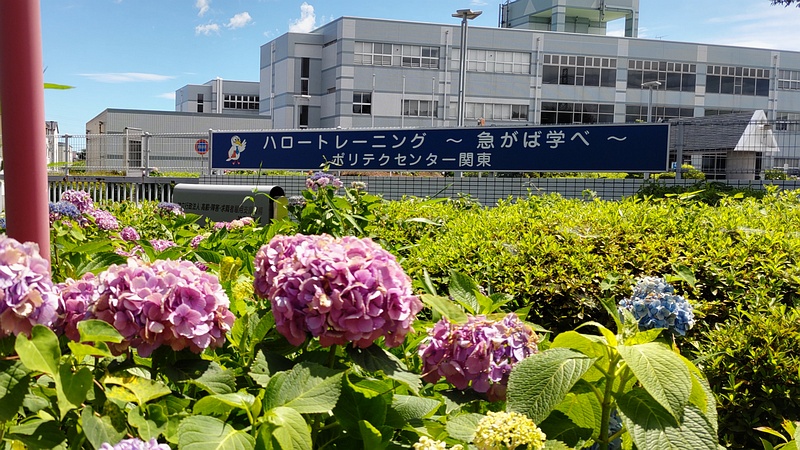 アジサイ 横浜市旭区南希望が丘