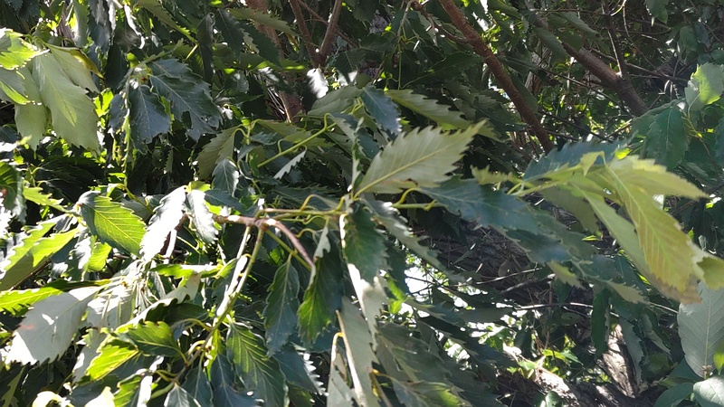 クリ 横浜市旭区南希望が丘