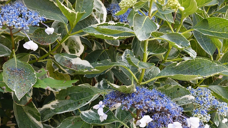 フイリガクアジサイ 横浜市旭区希望が丘水の森公園