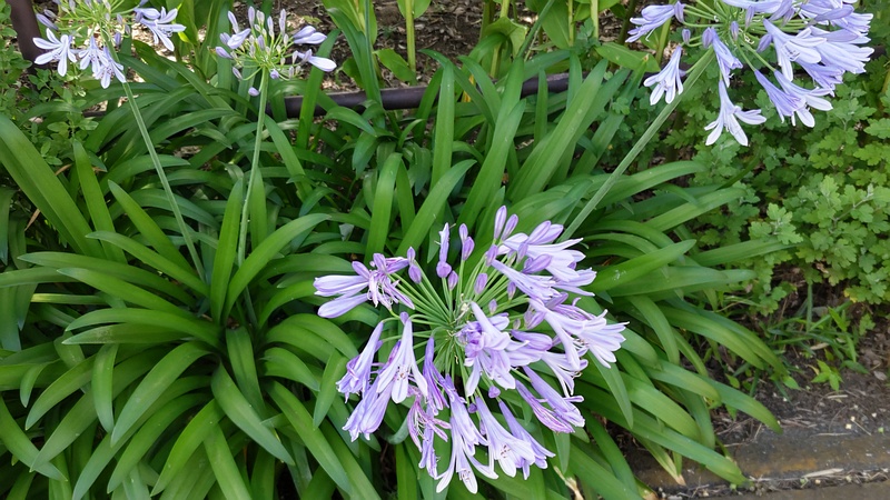 ムラサキクンシラン 横浜市旭区希望が丘水の森公園