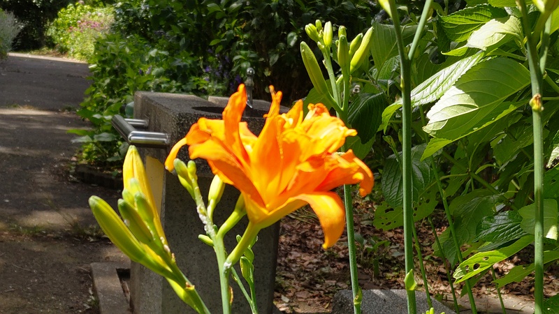 ワスレグサ 横浜市旭区希望が丘水の森公園