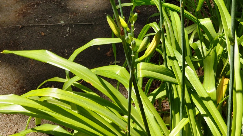 ワスレグサ 横浜市旭区希望が丘水の森公園