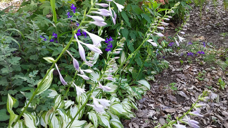 オオバギボウシ 横浜市旭区希望が丘水の森公園