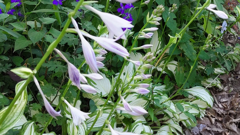 オオバギボウシ 横浜市旭区希望が丘水の森公園