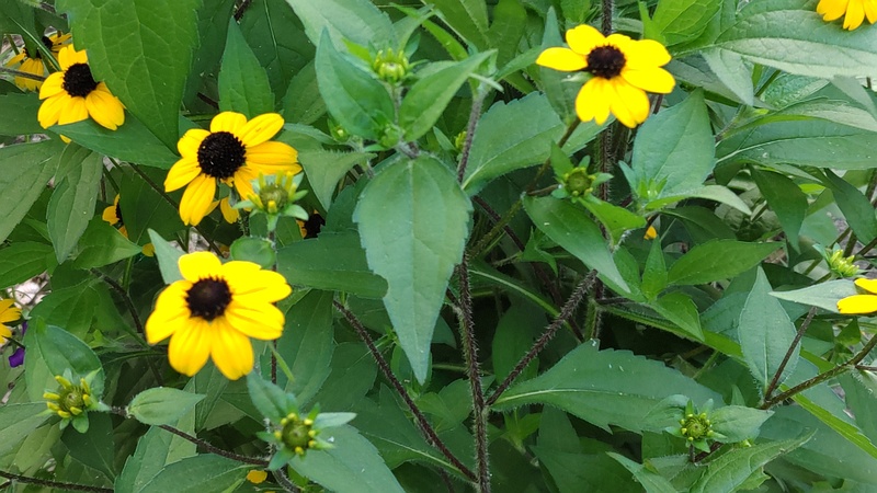 ミツバオオハンゴンソウ 横浜市旭区希望が丘水の森公園