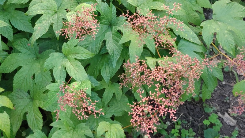 シモツケソウの花後 横浜市旭区希望が丘水の森公園