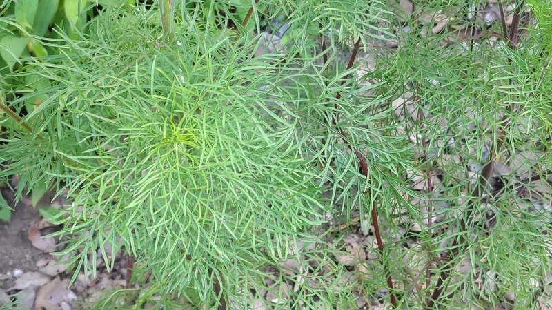 コスモス 横浜市旭区希望が丘水の森公園