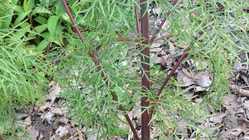 コスモス 横浜市旭区希望が丘水の森公園