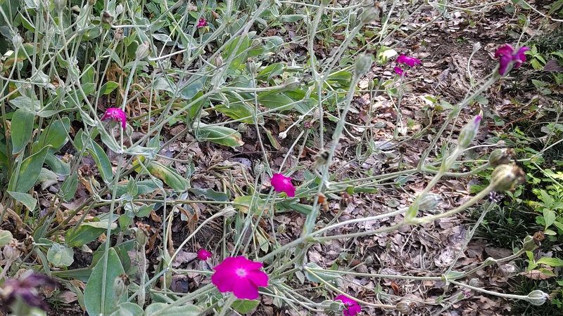 スイセンノウ 横浜市旭区希望が丘水の森公園