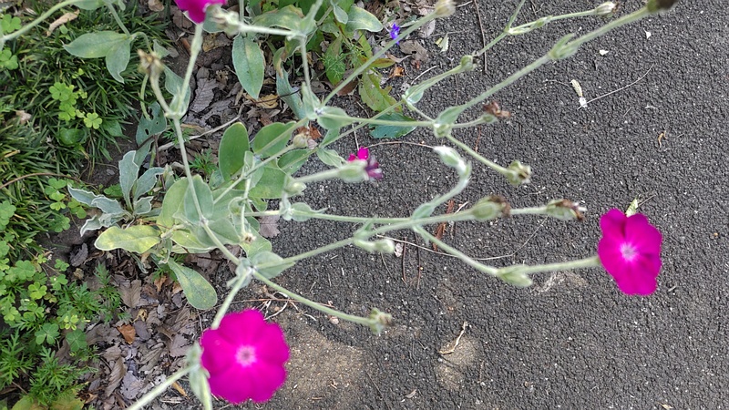 スイセンノウ 横浜市旭区希望が丘水の森公園