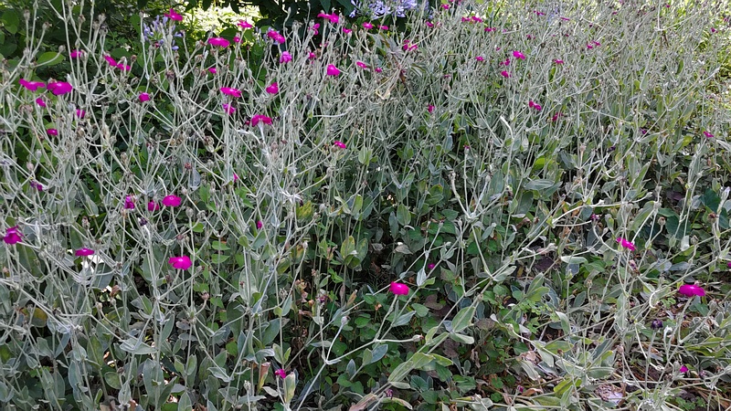 スイセンノウ 横浜市旭区希望が丘水の森公園