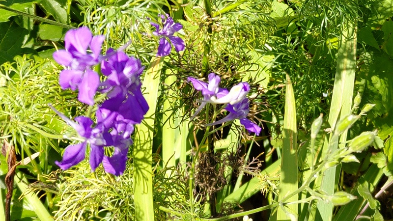 ヒエンソウ 横浜市旭区希望が丘水の森公園