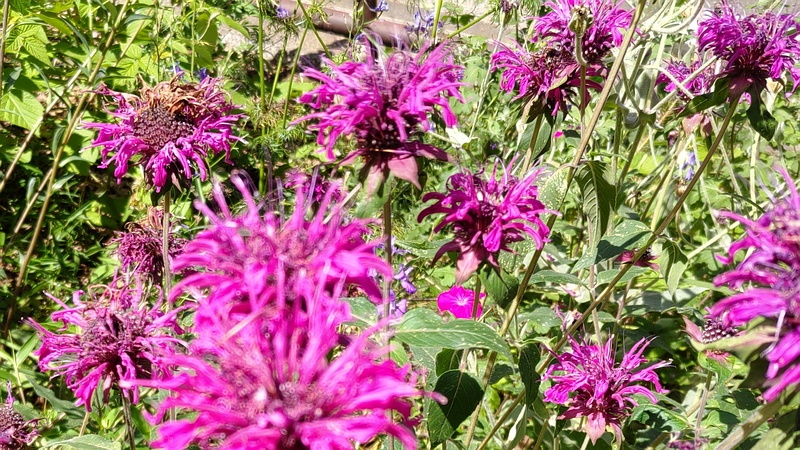 タイマツバナ 横浜市旭区希望が丘水の森公園