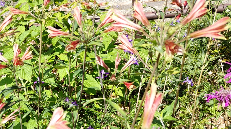 ユリズイセン 横浜市旭区希望が丘水の森公園