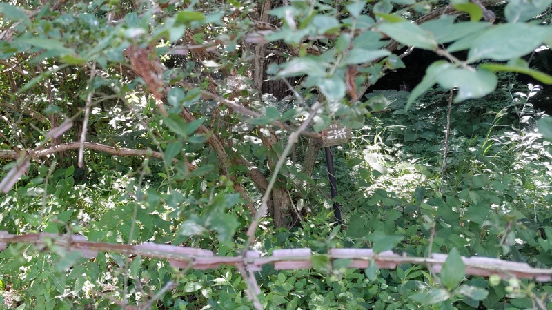 ニシキギ 横浜市旭区希望が丘水の森公園