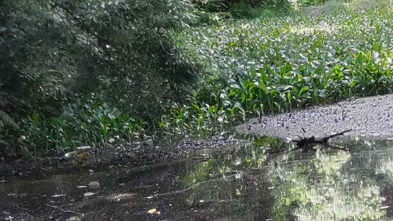 ヘラオモダカ 横浜市旭区希望が丘水の森公園