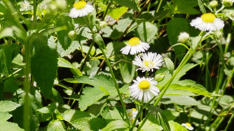 ヒメジョオン 横浜市旭区希望が丘水の森公園