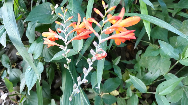 ヒメヒオウギズイセンの花 横浜市旭区希望が丘水の森公園