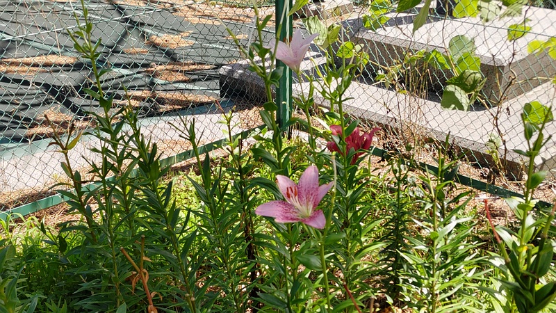 ユリズイセン 横浜市旭区希望が丘ふれあいの森公園