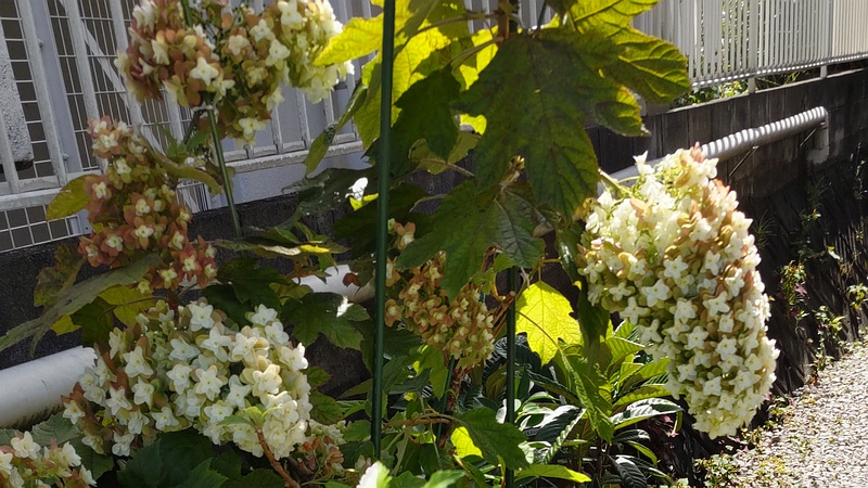 カシワバアジサイ 横浜市旭区中希望が丘