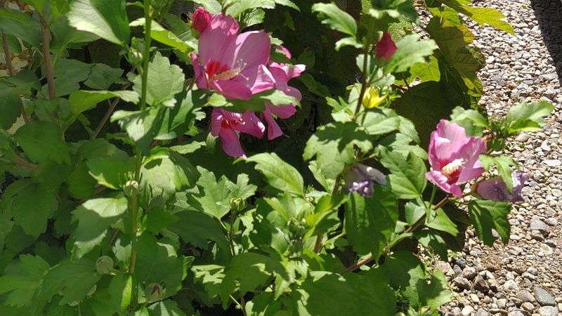 ムクゲの花 横浜市旭区中希望が丘