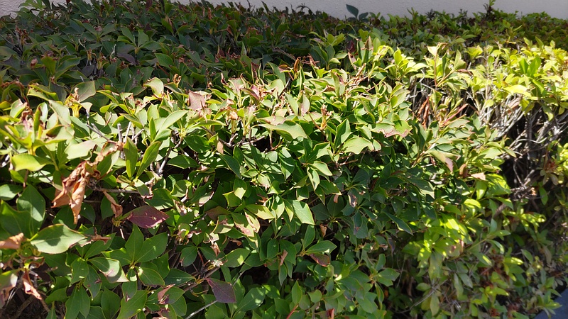 ドウダンツツジ 横浜市旭区中希望が丘