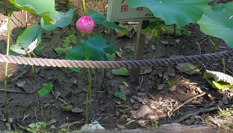 ハスの蕾 東京都大田区平和の森公園