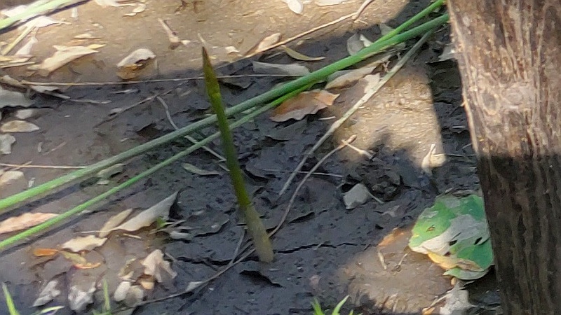 ハスの新芽 東京都大田区平和の森公園