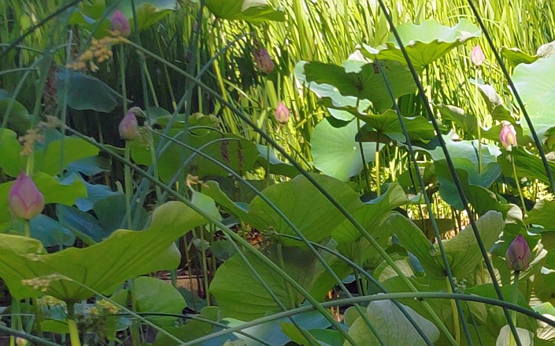 ハスの蕾とフトイ 東京都大田区平和の森公園