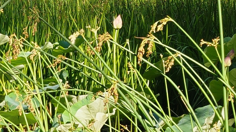 ハスの蕾とフトイ 東京都大田区平和の森公園