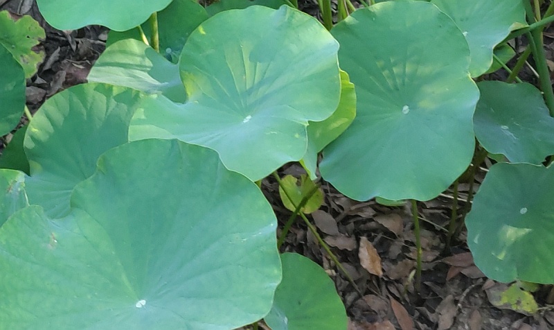 ハスの葉の空気穴 東京都大田区平和の森公園