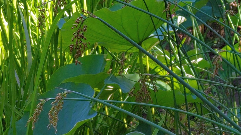 ハスとフトイ 東京都大田区平和の森公園