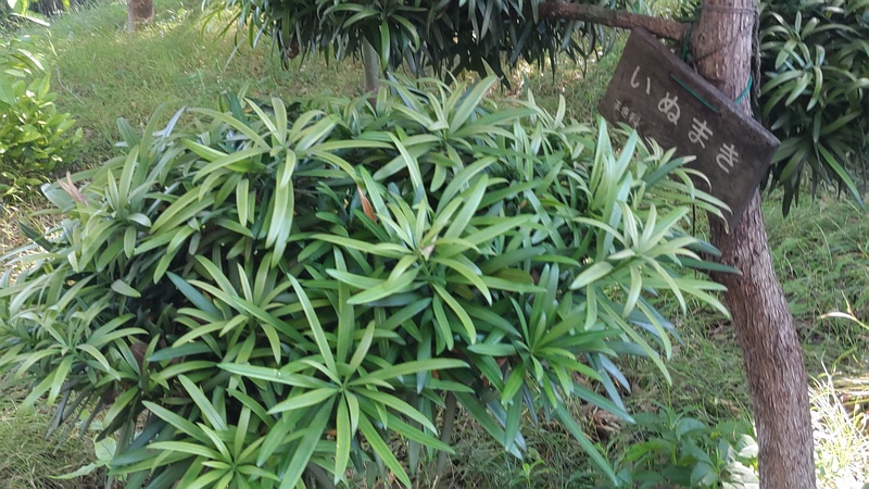 イヌマキの名札 東京都大田区平和の森公園