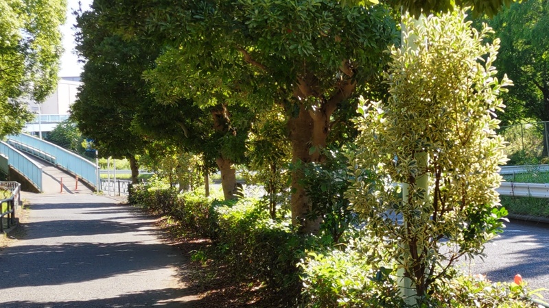 フイリマサキとヤマモモ 東京都大田区平和島公園