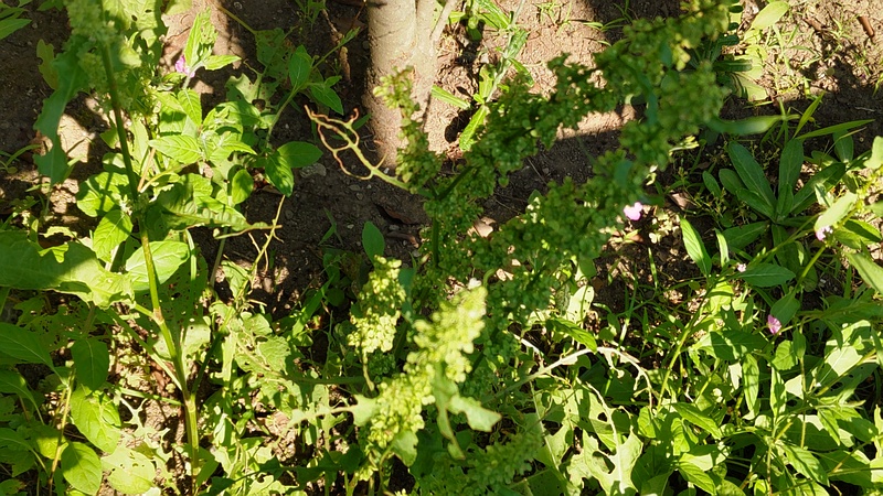 ナガバギシギシの花とユウゲショウの花 東京都大田区平和島公園